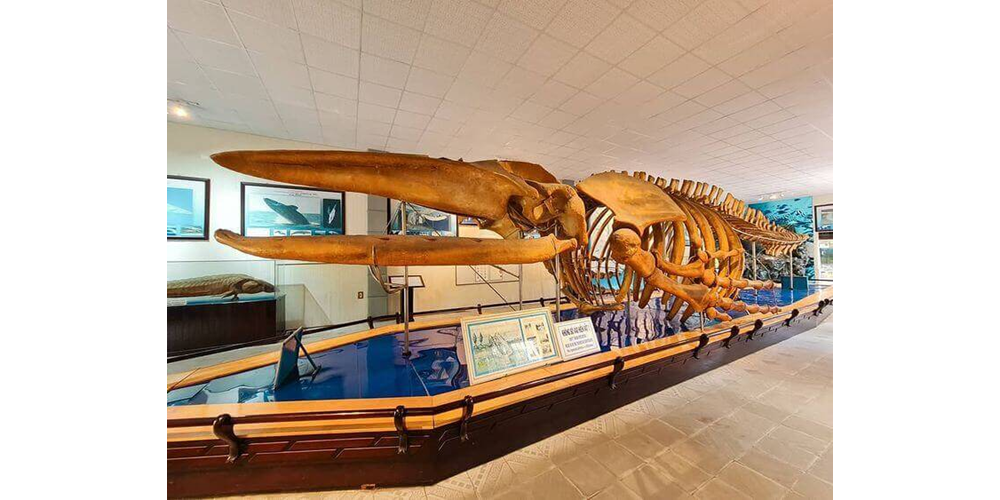 Explore Vietnam’s marine ecosystems through interactive models and educational displays (Source: Internet)